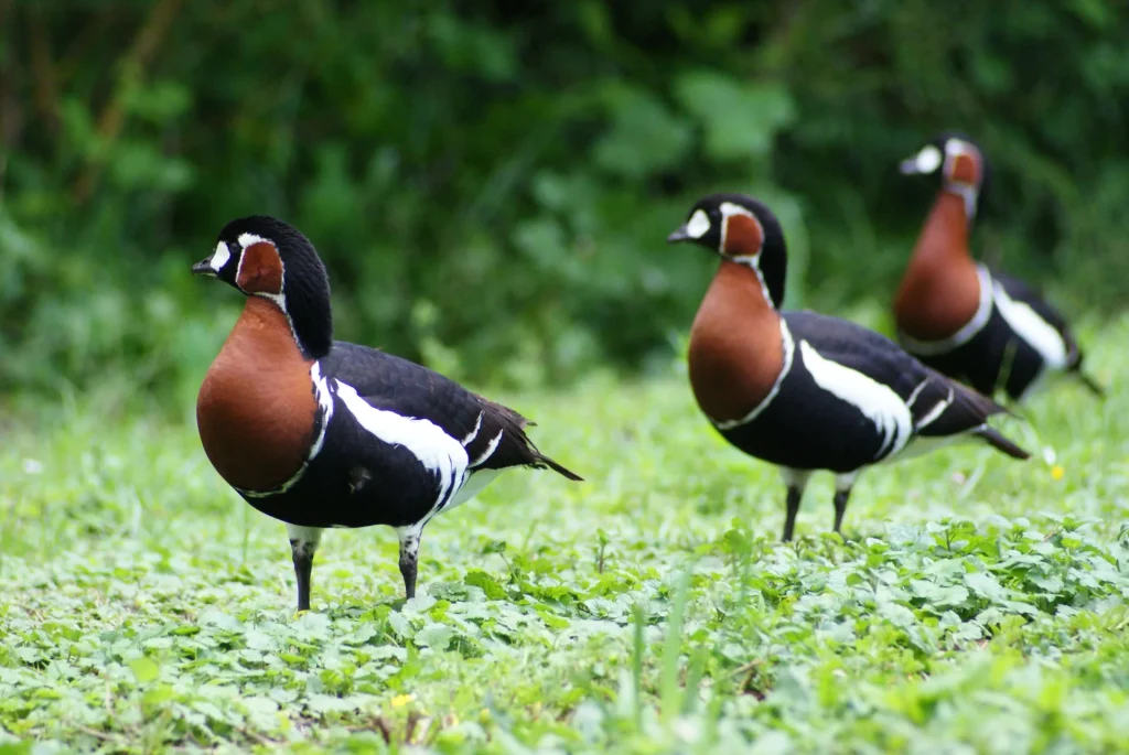 Bernache à cou roux au parc ornithologique les oiseaux du marais poitevin