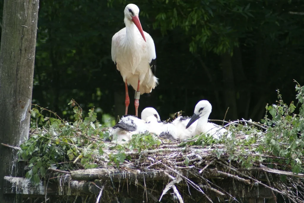 Cigogne blanche au parc ornithologique les oiseaux du marais poitevin