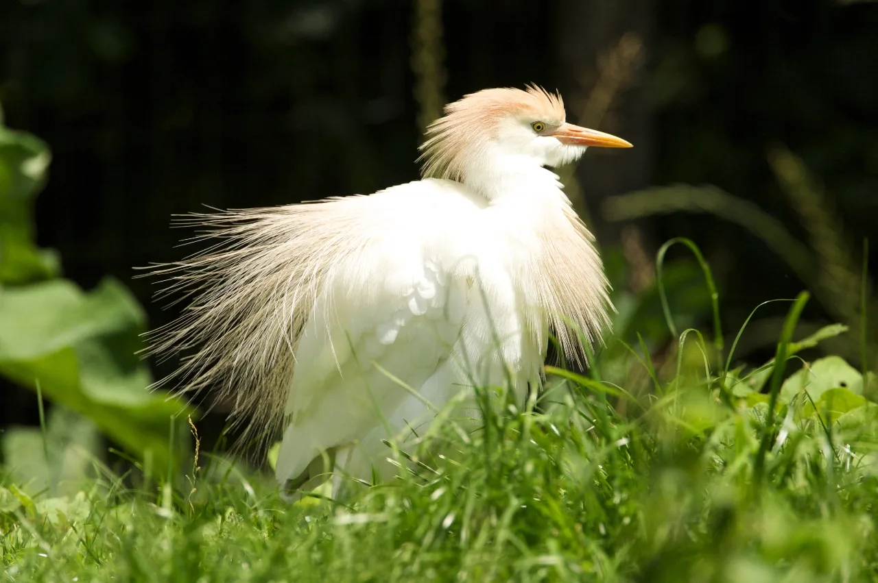 Héron garde-bœufs parc ornithologique les oiseaux du marais poitevin