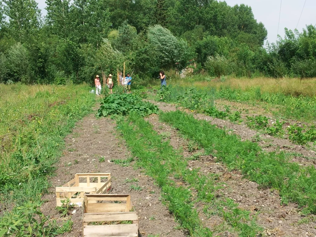 les-cagettes-attendent-les-légumes-niort-marais-poitevin