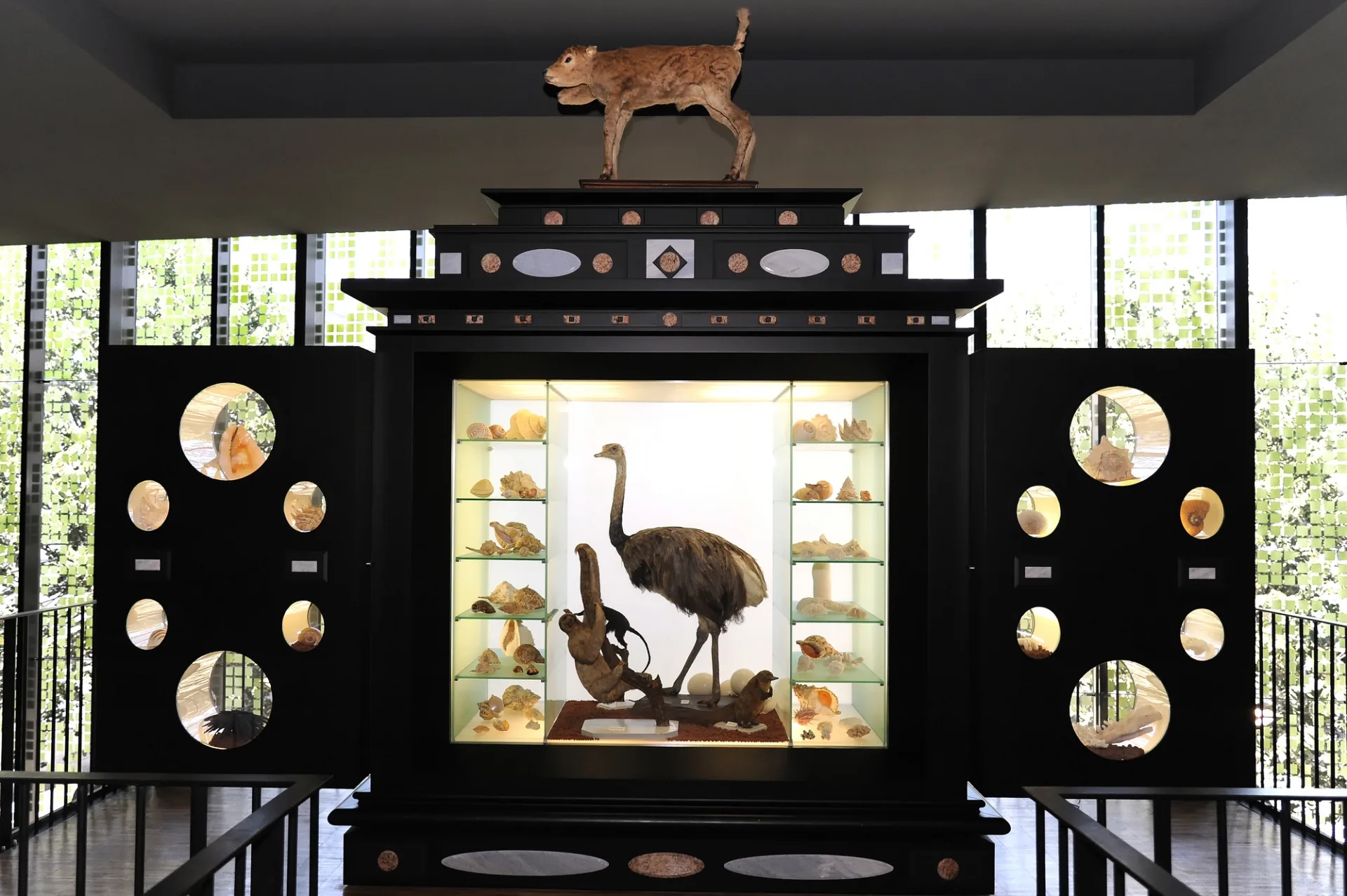 musee-bernard-agesci-ornithologie-niort-marais-poitevin