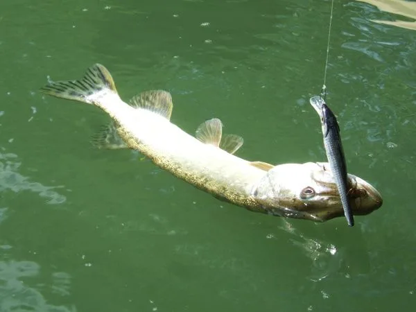 peche-brochet-niort-marais-poitevin