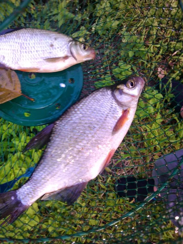 peche-poissons-blanc-niort-marais-poitevin