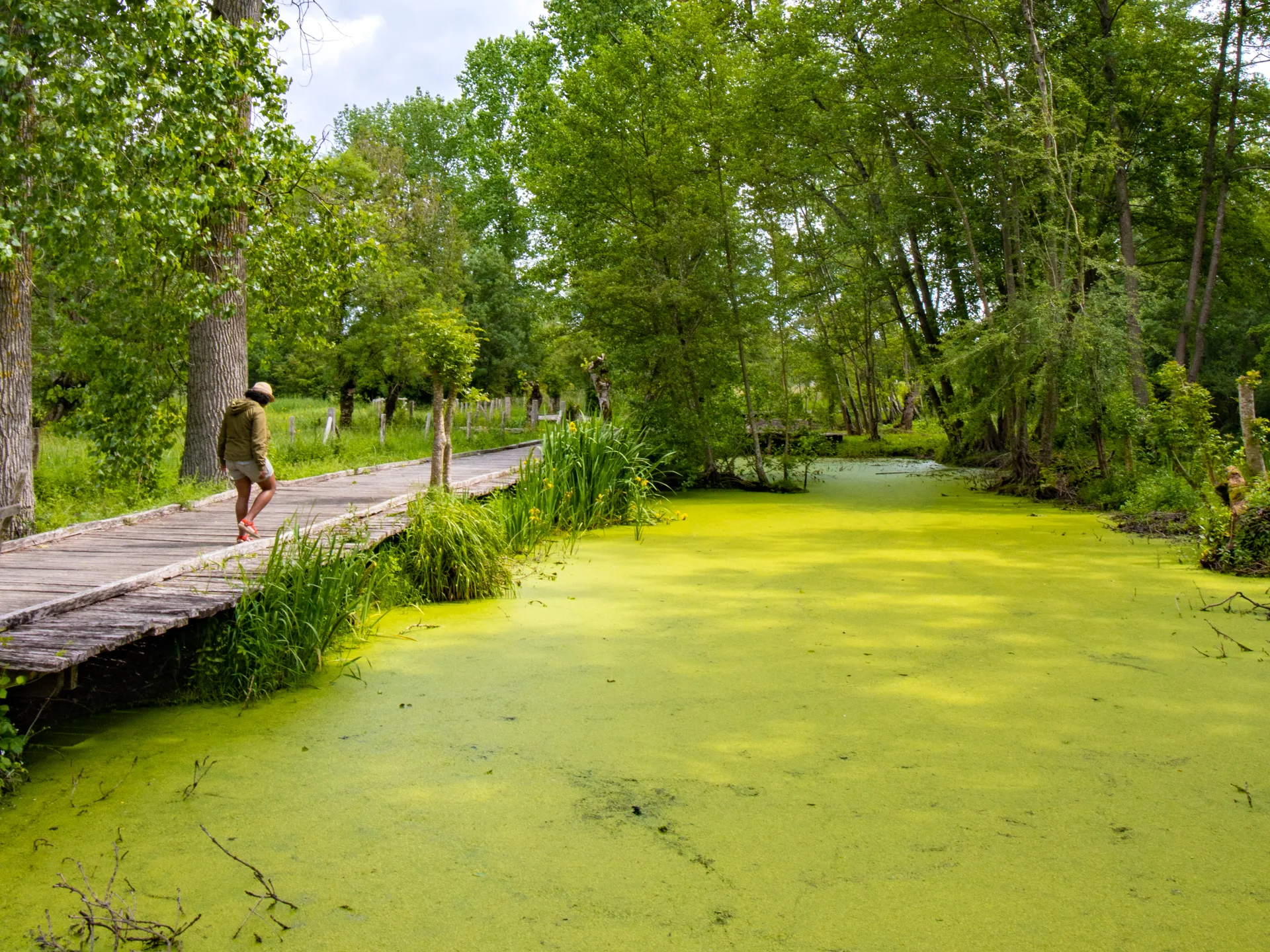 lentilles-du-marais-poitevin-rare-nature-niort-marais-poitevin