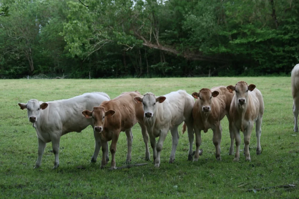 vaches-du-marais-poitevin-prairire-transhumance-niort-marais-poitevin