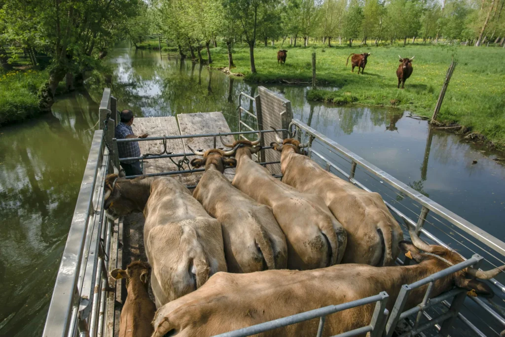 vaches-sur-chaland-niort-marais-poitevin