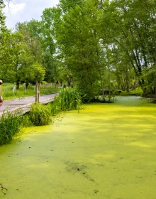 lentilles-du-marais-poitevin-rare-nature-niort-marais-poitevin