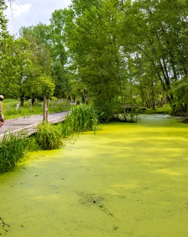 lentilles-du-marais-poitevin-rare-nature-niort-marais-poitevin