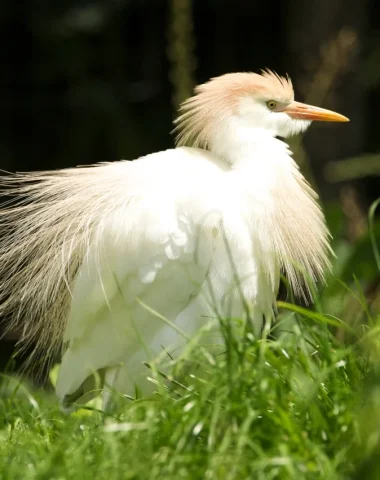 Héron garde-bœufs parc ornithologique les oiseaux du marais poitevin